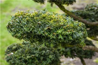 - Taxus baccata 'Dovastonii Aurea'  - Taxus baccata 'Dovastonii Aurea'