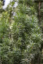 - Taxus baccata 'Fastigiata'  - Taxus baccata 'Fastigiata'