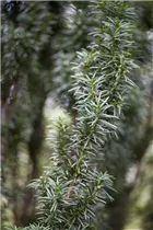 - Taxus baccata 'Fastigiata'  - Taxus baccata 'Fastigiata'