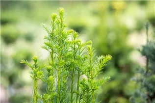 - Taxus baccata 'Fastigiata'  - Taxus baccata 'Fastigiata'