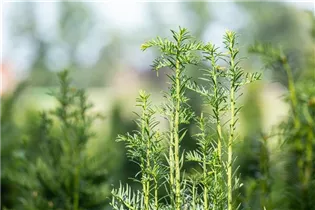- Taxus baccata 'Fastigiata'  - Taxus baccata 'Fastigiata'