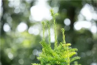 - Taxus baccata 'Fastigiata'  - Taxus baccata 'Fastigiata'