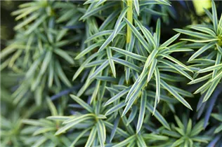  - Taxus baccata 'Fastigiata Aureomarginata'