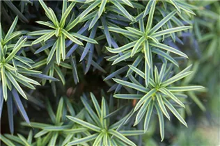  - Taxus baccata 'Fastigiata Aureomarginata'