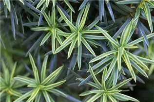  - Taxus baccata 'Fastigiata Aureomarginata'