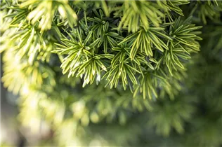  - Taxus baccata 'Fastigiata Aureomarginata'