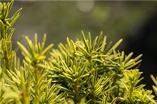  - Taxus baccata 'Fastigiata Aureomarginata'
