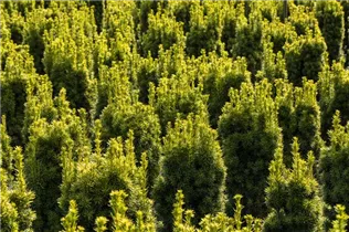  - Taxus baccata 'Fastigiata Aureomarginata'