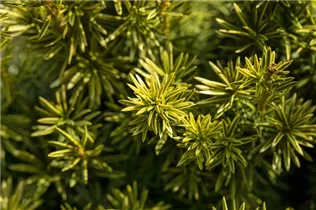  - Taxus baccata 'Fastigiata Aureomarginata'