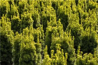  - Taxus baccata 'Fastigiata Aureomarginata'