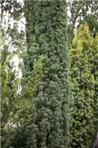  - Taxus baccata 'Fastigiata H.J.Drath'