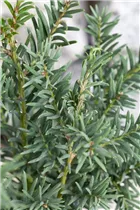  - Taxus baccata 'Fips'