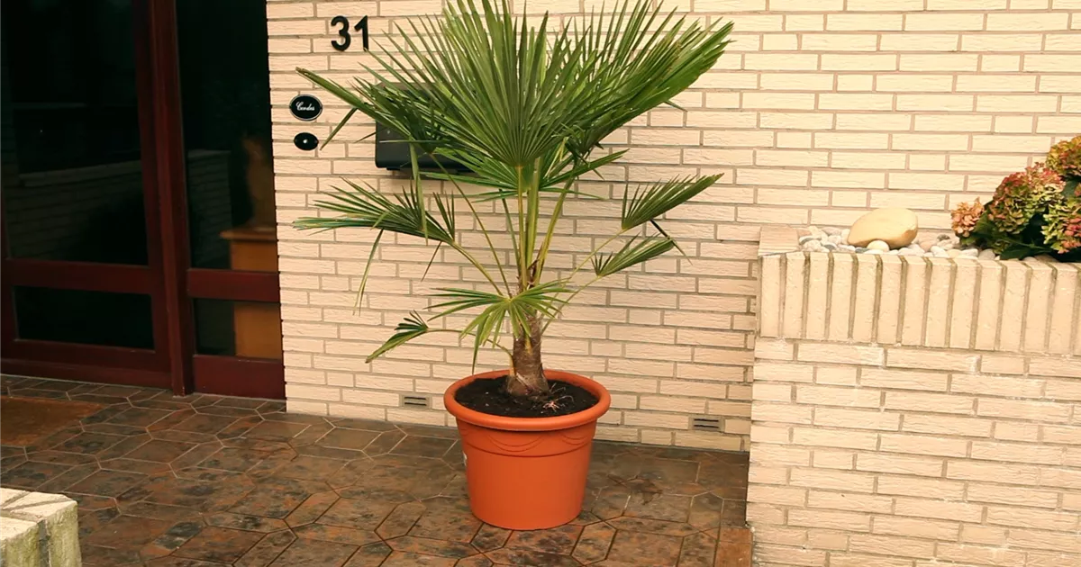  - Chinesische Hanfpalme - Umtopfen