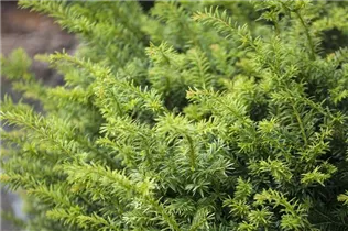  - Taxus baccata 'Golden Nugget'
