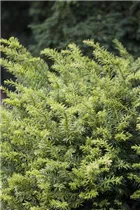 - Taxus baccata 'Golden Nugget'