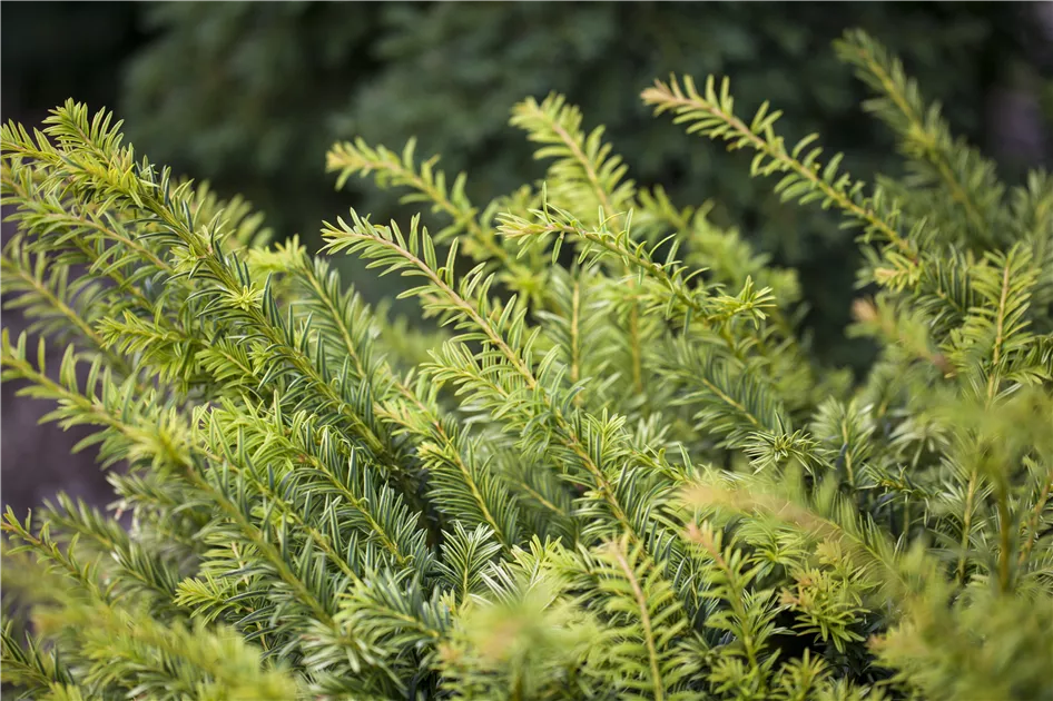 thuja brabant 175-200 Thuja Brabant 35 Litre Pot 175-200cm — Grasslands Nursery main image 0