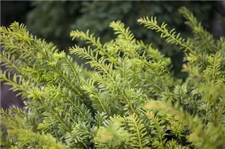  - Taxus baccata 'Golden Nugget'
