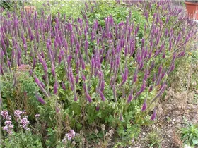 - Teucrium hyrcanicum  - Teucrium hyrcanicum
