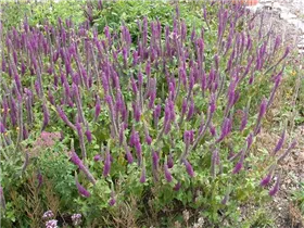 - Teucrium hyrcanicum  - Teucrium hyrcanicum