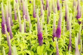 - Teucrium hyrcanicum  - Teucrium hyrcanicum