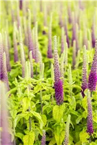 - Teucrium hyrcanicum  - Teucrium hyrcanicum