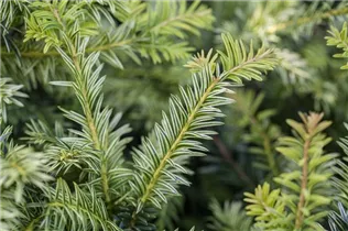  - Taxus baccata 'Ivory Tower'