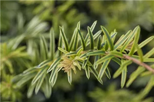  - Taxus baccata 'Ivory Tower'