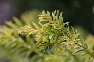  - Taxus baccata 'Ivory Tower'