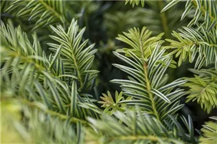  - Taxus baccata 'Ivory Tower'