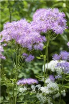  - Thalictrum aquilegifolium