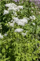  - Thalictrum aquilegifolium