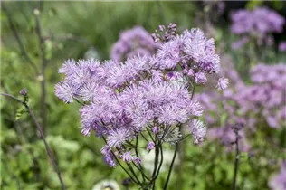  - Thalictrum aquilegifolium