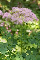  - Thalictrum aquilegifolium