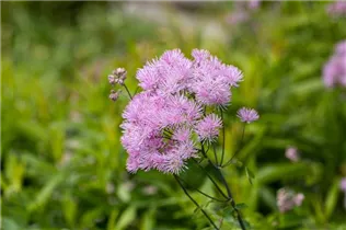  - Thalictrum aquilegifolium