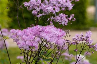  - Thalictrum aquilegifolium