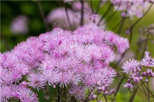  - Thalictrum aquilegifolium