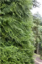 - Thujopsis dolabrata  - Thujopsis dolabrata