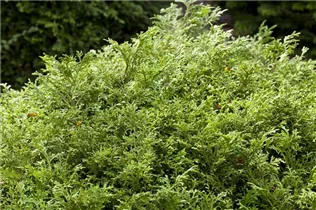 - Thujopsis dolabrata  - Thujopsis dolabrata