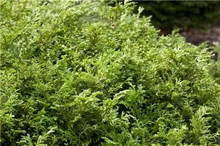 - Thujopsis dolabrata  - Thujopsis dolabrata