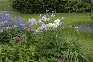  - Thalictrum aquilegifolium 'Album'