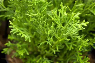  - Thujopsis dolabrata 'Nana'