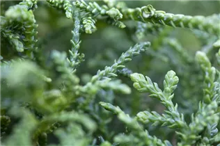  - Thujopsis dolabrata 'Nana'