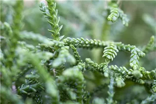  - Thujopsis dolabrata 'Nana'