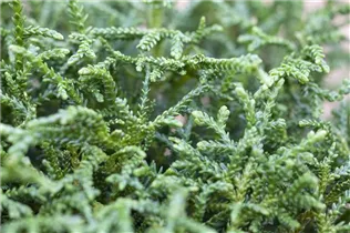  - Thujopsis dolabrata 'Nana'