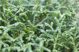  - Thujopsis dolabrata 'Nana'