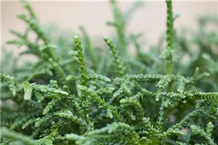  - Thujopsis dolabrata 'Nana'