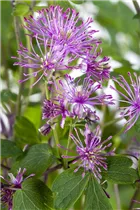  - Thalictrum aquilegifolium 'Purplelicious'