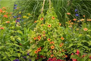 - Thunbergia alata  - Thunbergia alata