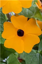 - Thunbergia alata  - Thunbergia alata