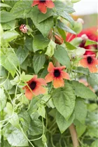 - Thunbergia alata  - Thunbergia alata